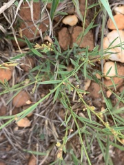 Phyllanthus pentandrus