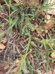 Phyllanthus pentandrus