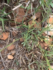 Phyllanthus pentandrus