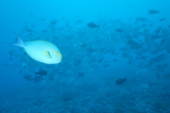 Acanthurus xanthopterus