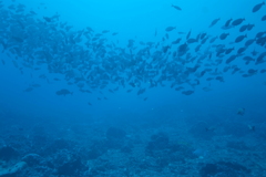 Acanthurus xanthopterus