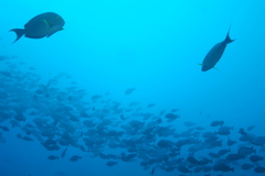 Acanthurus xanthopterus