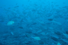 Acanthurus xanthopterus