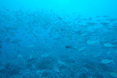 Acanthurus xanthopterus