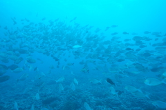 Acanthurus xanthopterus