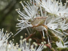 Eupolemus angularis