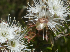 Eupolemus angularis