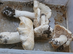 Tricholoma columbetta