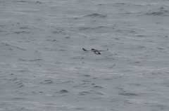 Synthliboramphus antiquus