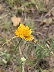 Cyperus sphaerocephalus