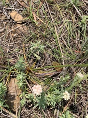 Cyperus sphaerocephalus