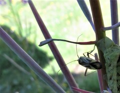 Adelphocoris quadripunctatus