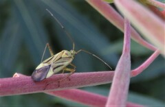 Adelphocoris quadripunctatus