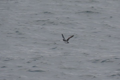 Synthliboramphus antiquus