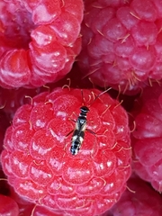 Globiceps flavomaculatus