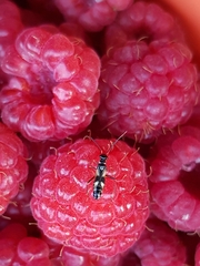 Globiceps flavomaculatus