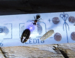 Psammotettix alienus