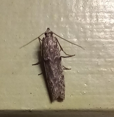 Cryptoblabes hemigypsa