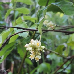 Paullinia pinnata