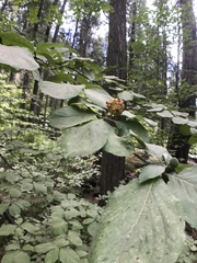 Cornus nuttallii