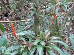 Vriesea