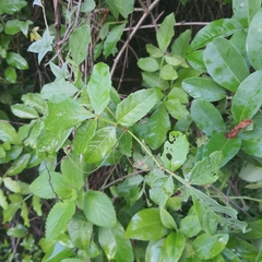 Paullinia pinnata