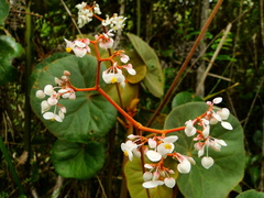 Begonia grisea