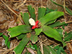 Aechmea alba