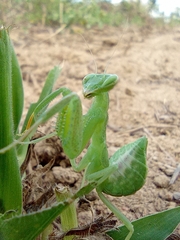Photiomantis