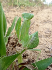 Photiomantis