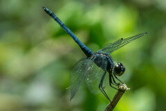 Trithemis furva