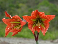 Hippeastrum glaucescens