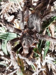 Hemirrhagus chilango