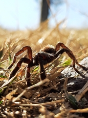 Hemirrhagus chilango