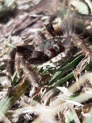 Hemirrhagus chilango