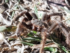 Hemirrhagus chilango