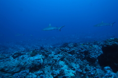 Carcharhinus amblyrhynchos