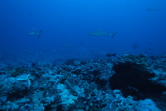 Carcharhinus amblyrhynchos