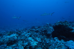 Carcharhinus amblyrhynchos