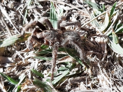 Hemirrhagus chilango