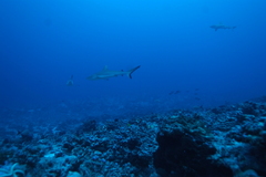 Carcharhinus amblyrhynchos