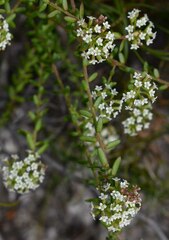 Platysace ericoides
