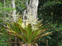 Hohenbergia