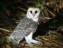 Tyto novaehollandiae