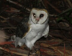 Tyto novaehollandiae