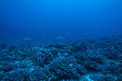 Carcharhinus amblyrhynchos