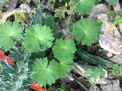 Geranium rotundifolium