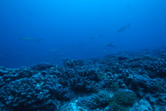 Carcharhinus amblyrhynchos