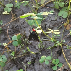Bromophila caffra