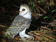 Tyto novaehollandiae